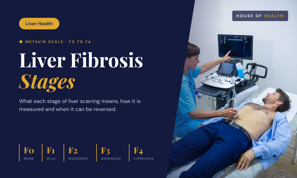 Liver Fibrosis Stages: What F0 to F4 Mean for Your Liver